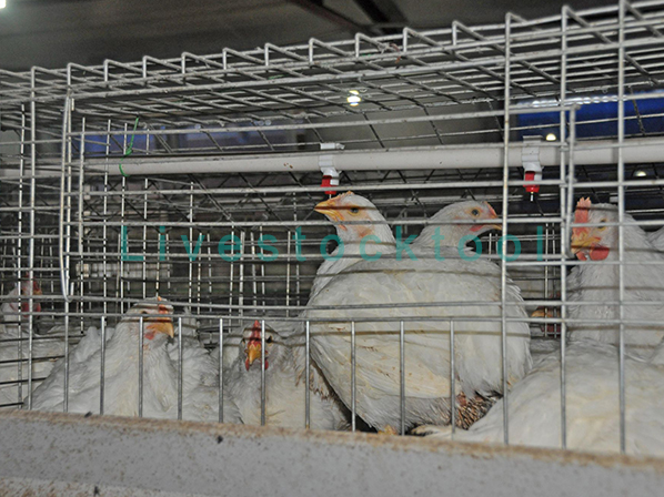 broiler cage for chicken